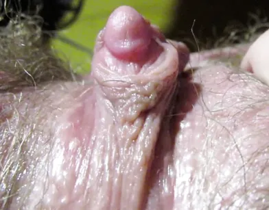 Большой клитор крупным планом